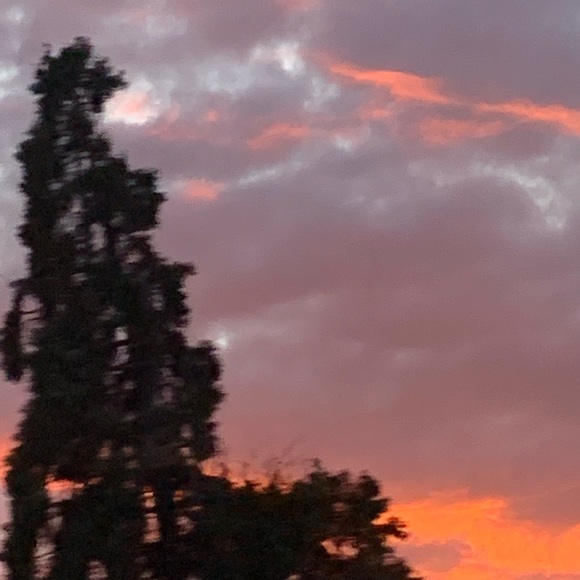 Meet your Posher, Elle - Picture 1 of 1